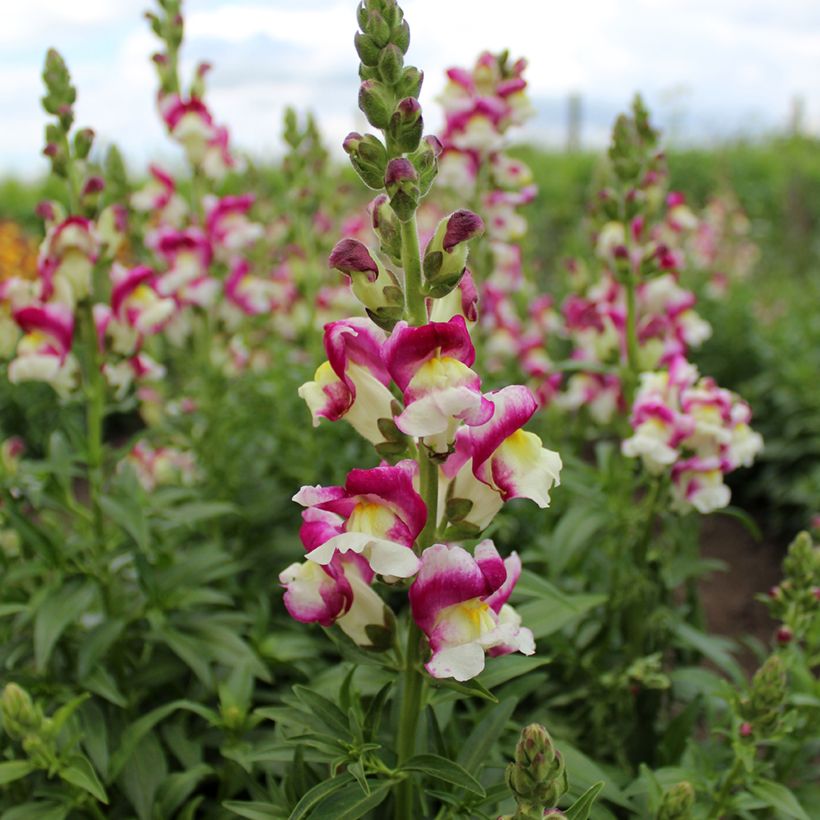 Löwenmäulchen Cherry Twist (Samen) - Antirrhinum majus (Flowering)