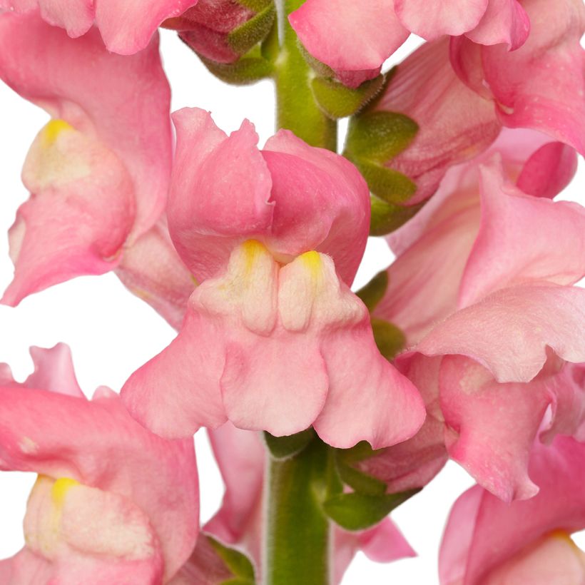 Löwenmäulchen F1 Avignon Cherry Rose II - Antirrhinum majus (Blüte)