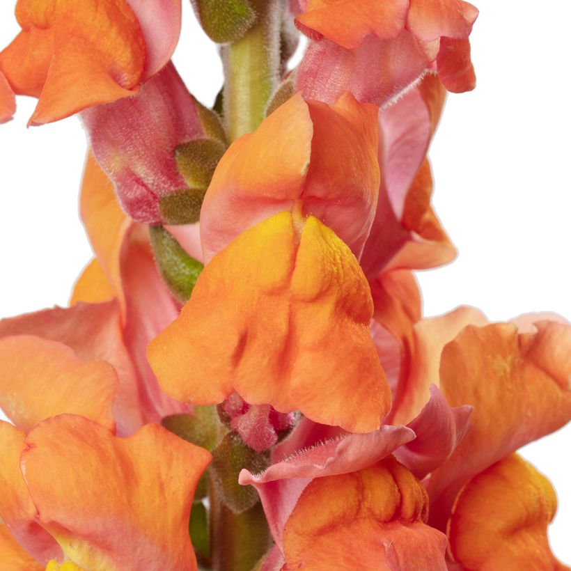 Löwenmäulchen F1 Avignon Deep Orange II - Antirrhinum majus (Blüte)