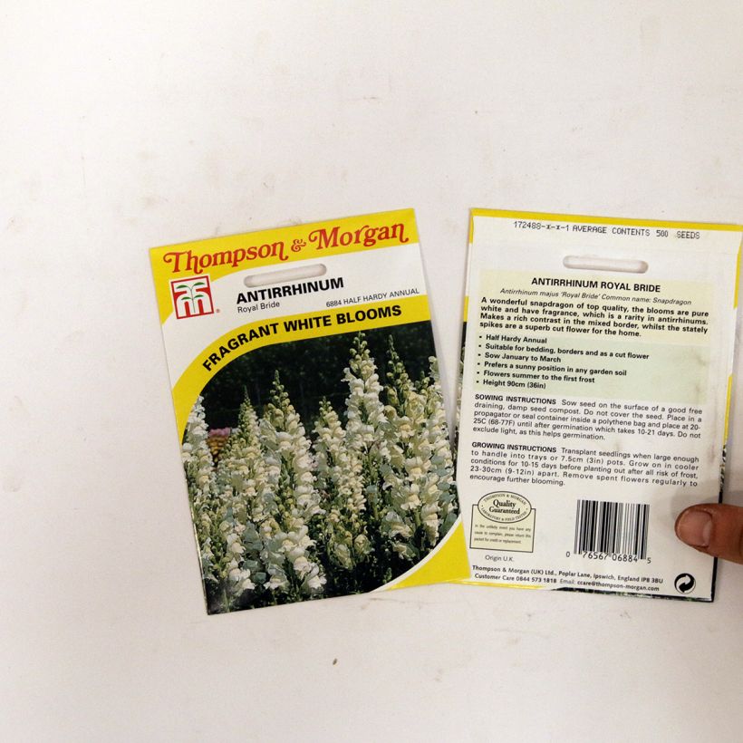 Example of Löwenmäulchen Royal Bride (Samen) - Antirrhinum per pack of 2550 seeds (0,4g) as you get