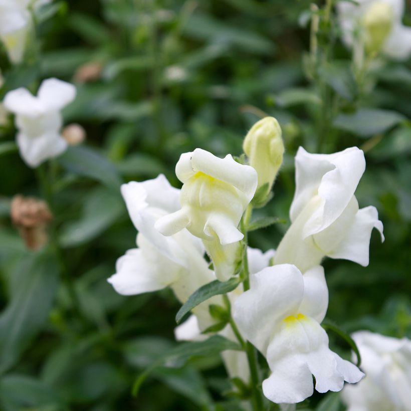 Löwenmäulchen Royal Bride (Samen) - Antirrhinum (Flowering)