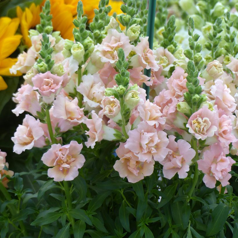 Graines de Muflier F1 Snapstar Champagne (Blüte)