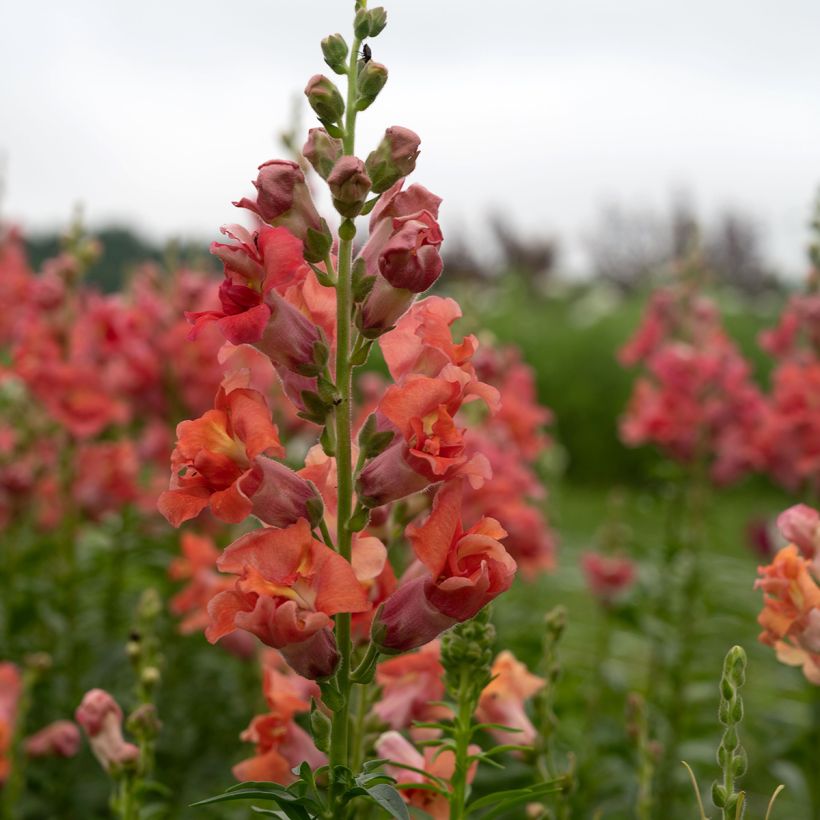 Löwenmäulchen Madame Butterfly Bronze (Samen) - Antirrhinum (Blüte)