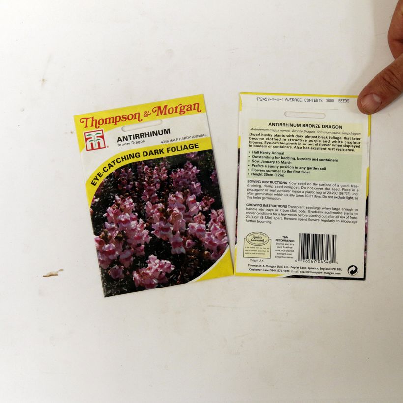 Example of Löwenmäulchen Nanum Bronze Dragon (Samen) - Antirrhinum per pack of 100 seeds as you get