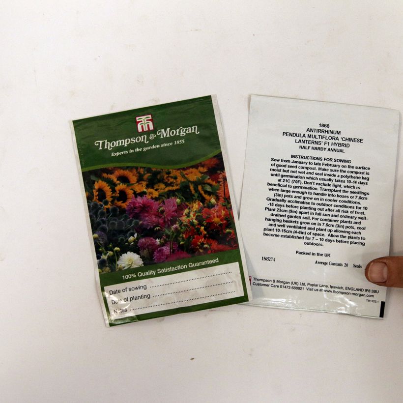 Example of Löwenmäulchen Chinese Lanterns F1 Hybrid (Samen) - Antirrhinum per pack of 20 seeds as you get