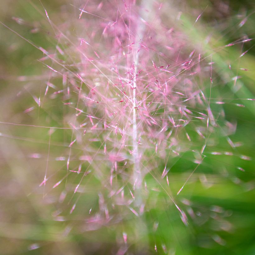 Muhlenbergia capillaris Ruby - Rosa Haargras (Flowering)