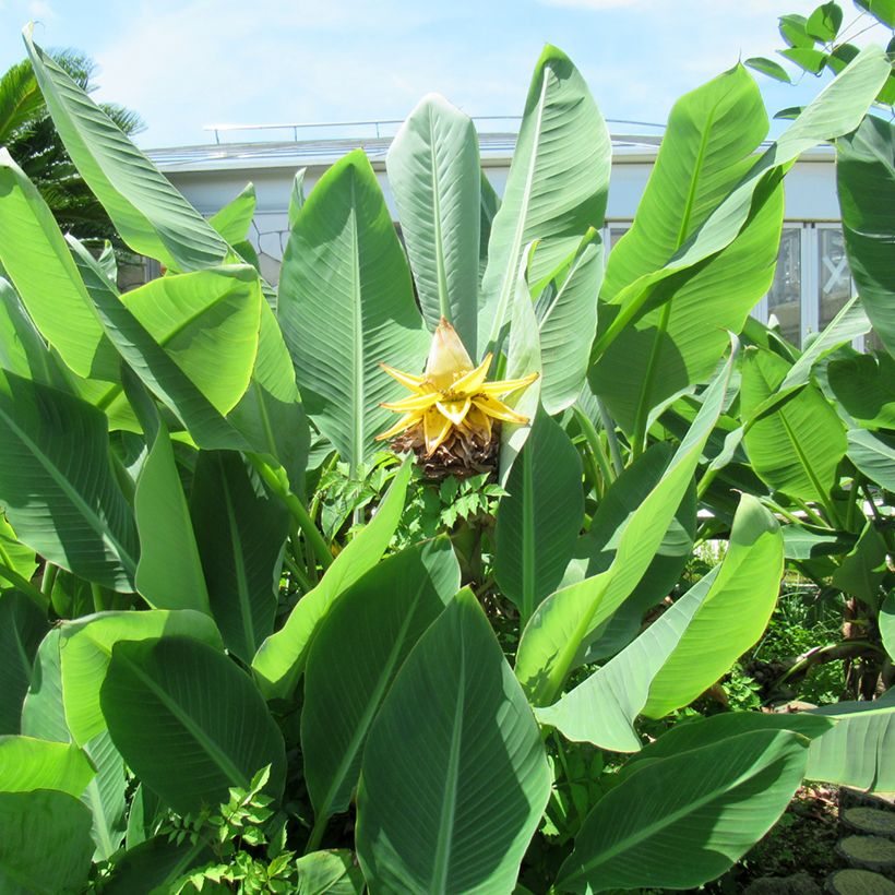 Musella lasiocarpa (Samen) - Goldene Lotus Banane (Foliage)