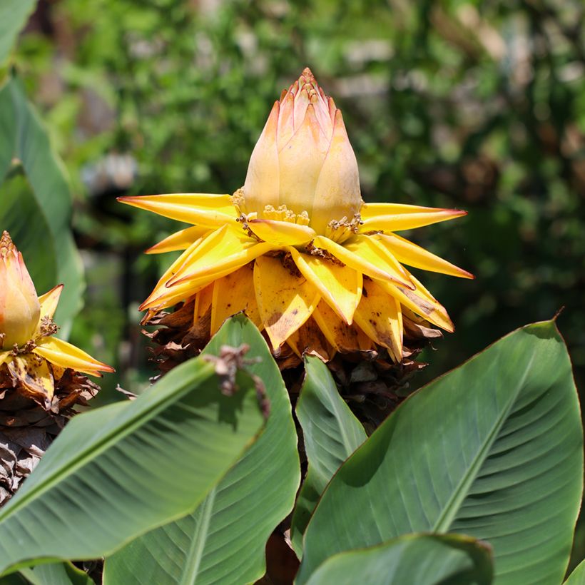 Musella lasiocarpa (Samen) - Goldene Lotus Banane (Flowering)