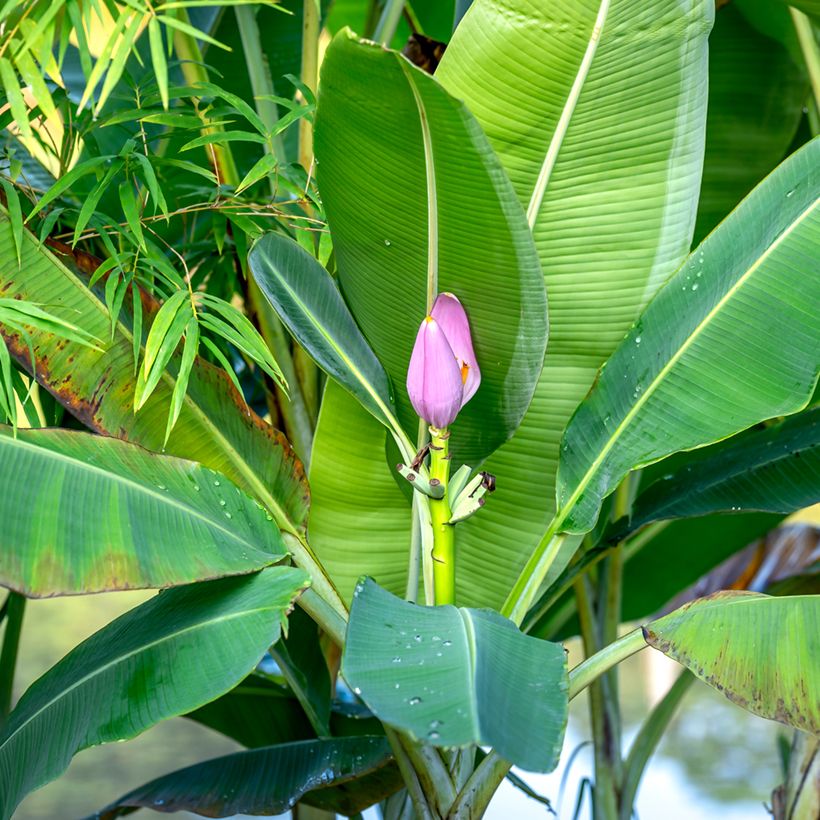 Musa velutina (Samen) - Rosa Zwergbanane (Foliage)