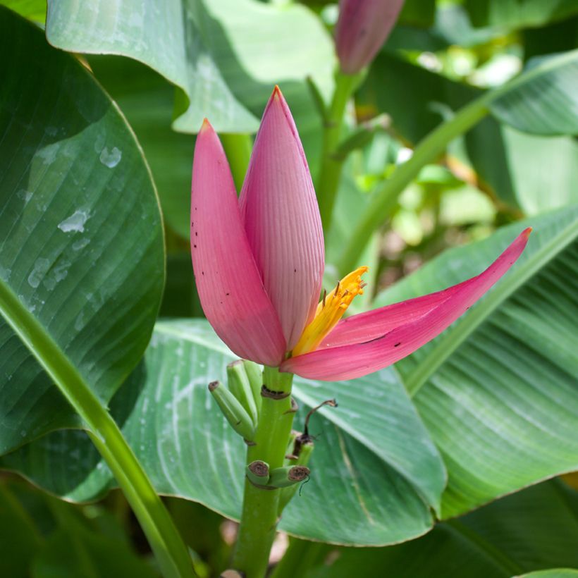 Musa velutina (Samen) - Rosa Zwergbanane (Flowering)