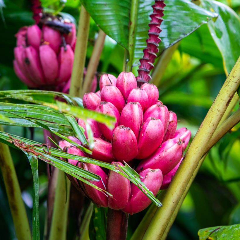 Musa velutina (Samen) - Rosa Zwergbanane (Harvest)