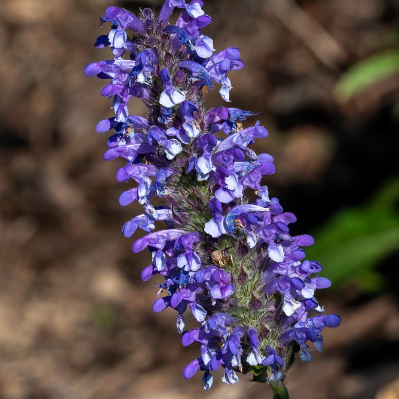 Geaderte Katzenminze Blue Moon (Samen) - Nepeta nervosa (Flowering)