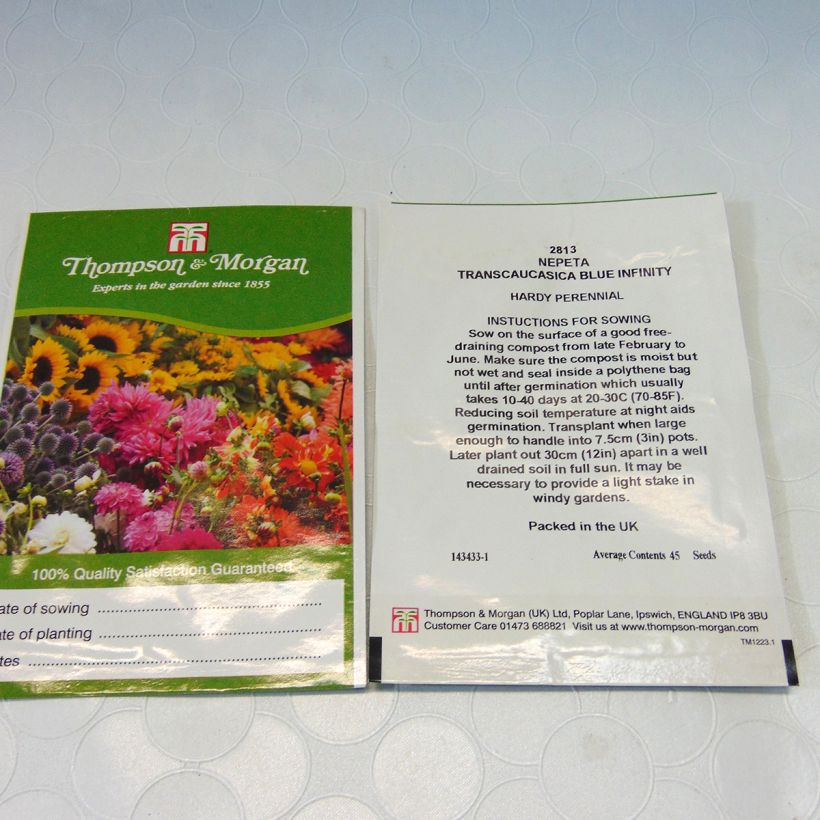 Example of Katzenminze Blue Infinity (Samen) - Nepeta transcaucasica per pack of 45 seeds as you get