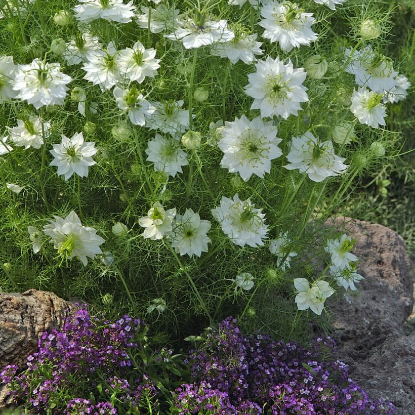 Nigella damascena Blanche à capsule verte (Samen) - Damaszener Schwarzkümmel (Plant habit)