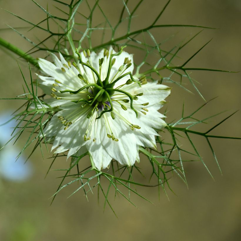 Nigella damascena Albion Green Pod (Samen) - Damaszener Schwarzkümmel (Flowering)