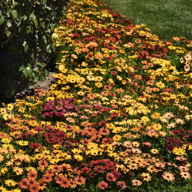 Kapmargerite Akila Sunset Shade - Osteospermum x hybrida (Plant habit)