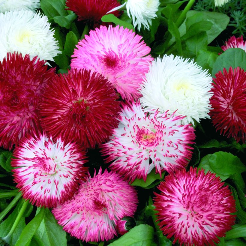Gänseblümchen Habanera Mix (Pillierte Samen) - Bellis Perennis (Flowering)