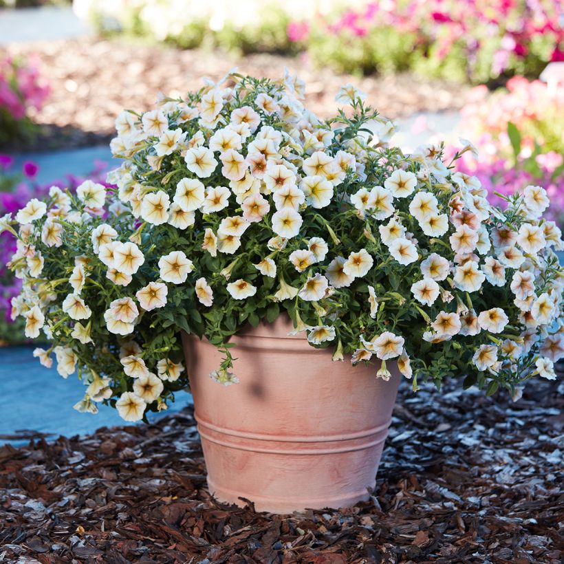 Graines de Pétunia Ingrid F1 (enrobées) (Wuchs)