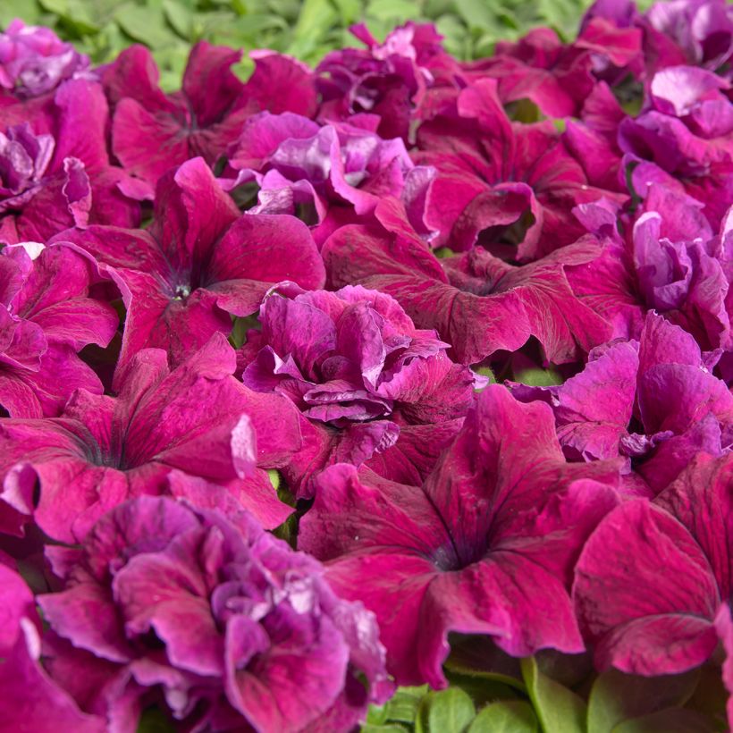 Graines de Pétunia grandiflora Purple Dwarf (1958) (enrobées) (Blüte)