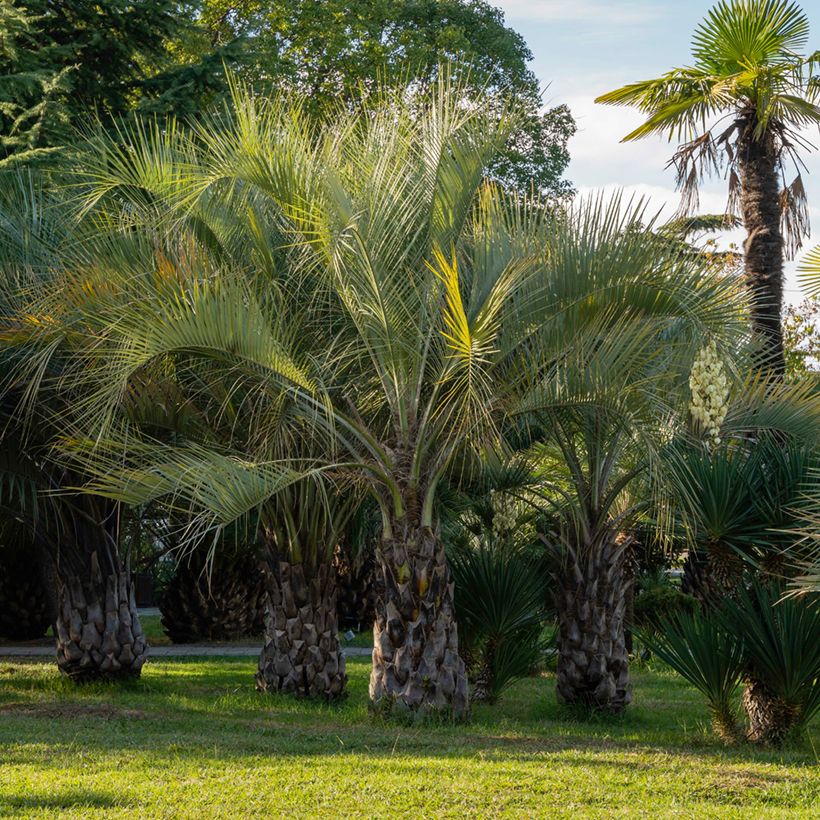 Butia capitata (Samen) - Butia-Palme (Plant habit)
