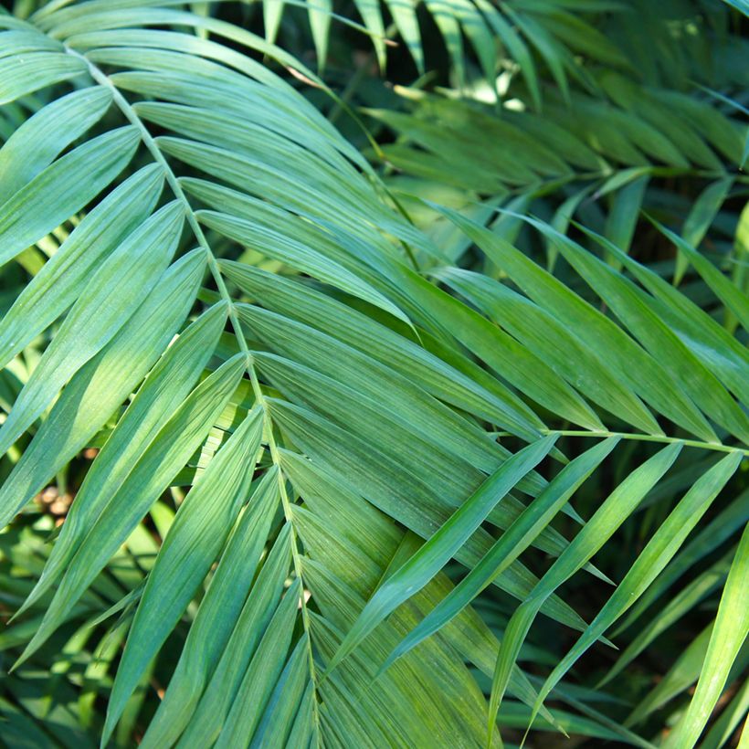 Mexikanische Bergpalme (Samen) - Chamaedorea elegans Collinea (Foliage)