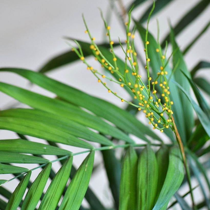 Mexikanische Bergpalme (Samen) - Chamaedorea elegans Collinea (Flowering)