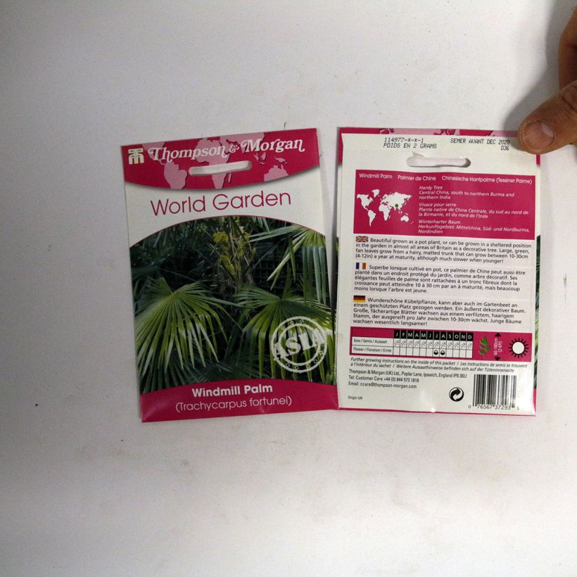 Example of Trachycarpus fortunei (Samen) - Fächerpalme per pack of 5 seeds (3g) as you get