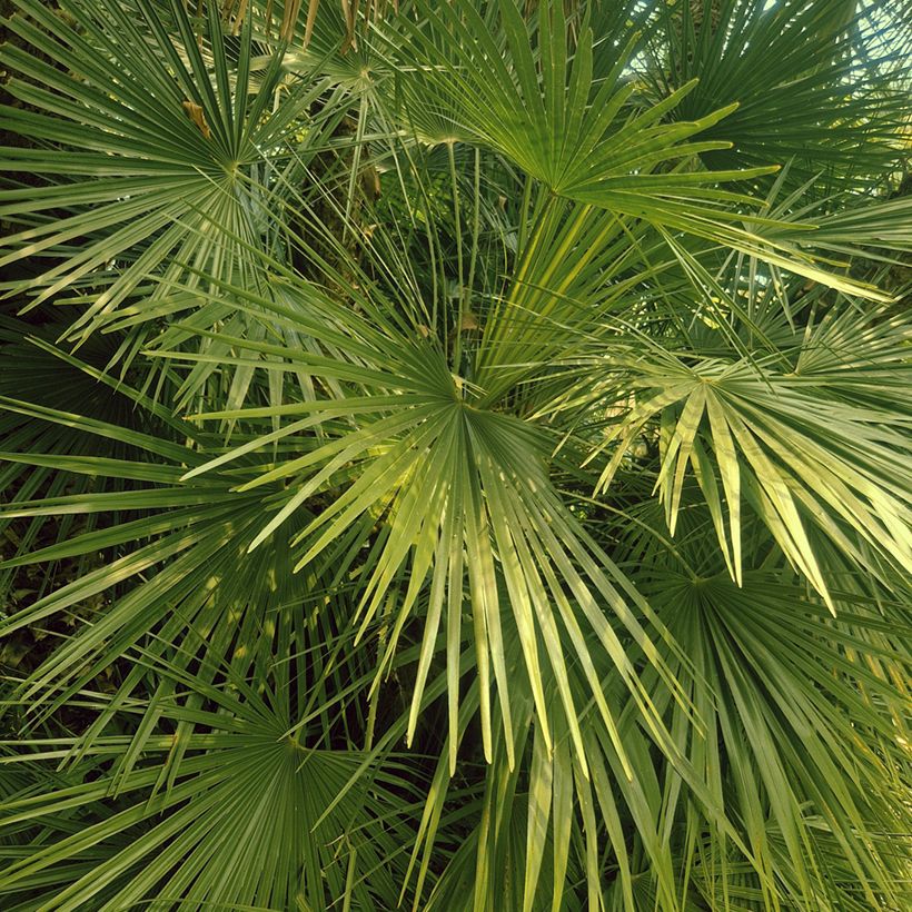 Chamaerops humilis (Samen) - Zwergpalme (Foliage)