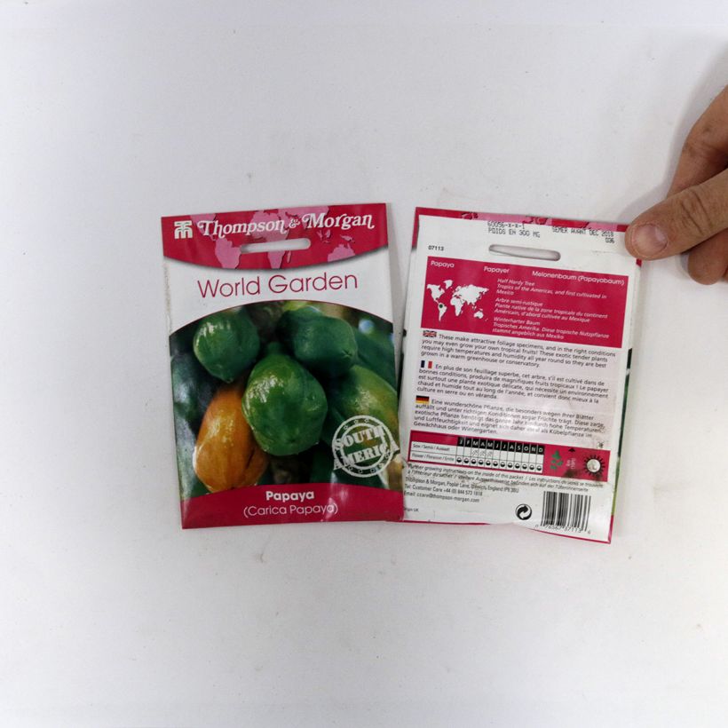 Example of Carica papaya (Samen) - Melonenbaum per pack of 25 seeds as you get