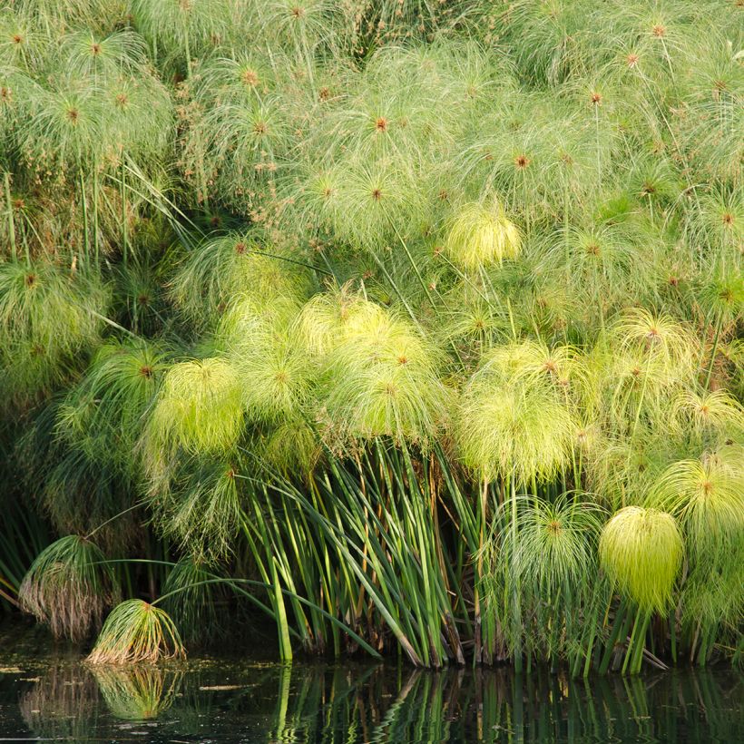 Cyperus papyrus (Samen) - Papyrusstaude (Plant habit)