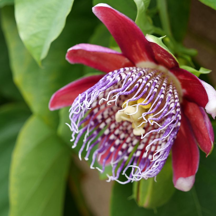 Riesen-Grenadille (Samen) - Passiflora quadrangularis (Flowering)