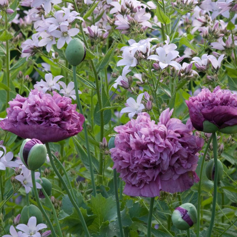 Schlafmohn Purple Peony (Samen) - Papaver (Flowering)