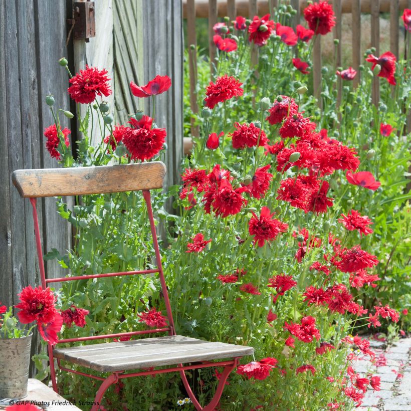 Schlafmohn Red Peony (Samen) - Papaver (Flowering)