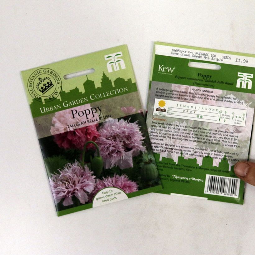 Example of Schlafmohn Tallulah Belle Blush (Samen) - Papaver per pack of 300 seeds as you get