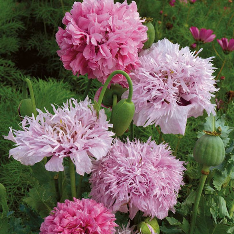 Schlafmohn Tallulah Belle Blush (Samen) - Papaver (Flowering)