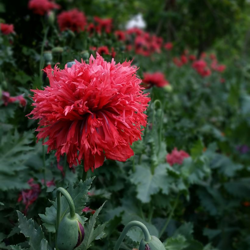 Schlafmohn Crimson Feathers (Samen) - Papaver (Flowering)
