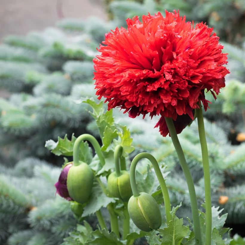 Schlafmohn Scarlet (Samen) - Papaver (Flowering)