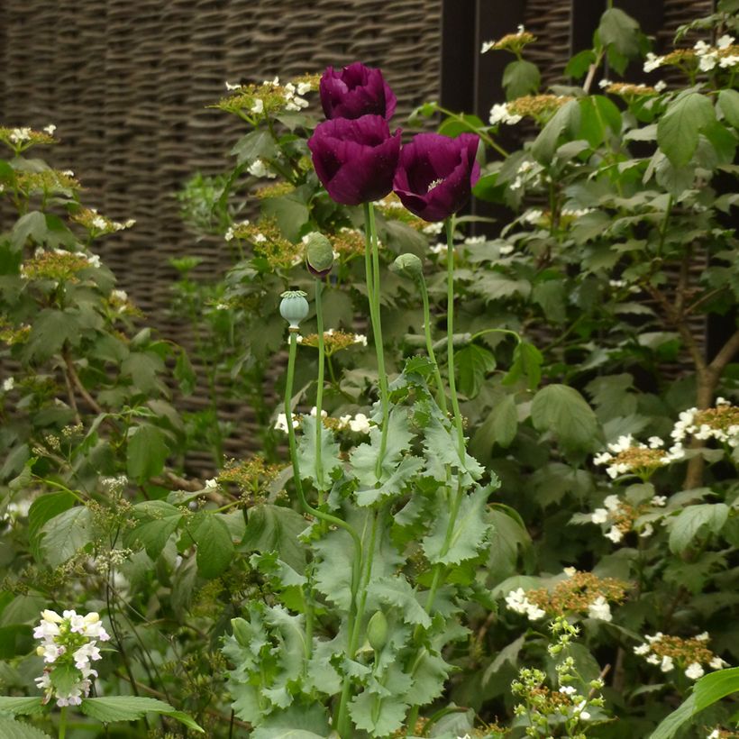 Schlafmohn Lauren's Grape (Samen) - Papaver (Plant habit)