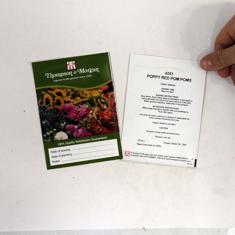 Example of Schlafmohn Red Pom Pom's (Samen) - Papaver per pack of livré en sachet de 1 gr seeds as you get