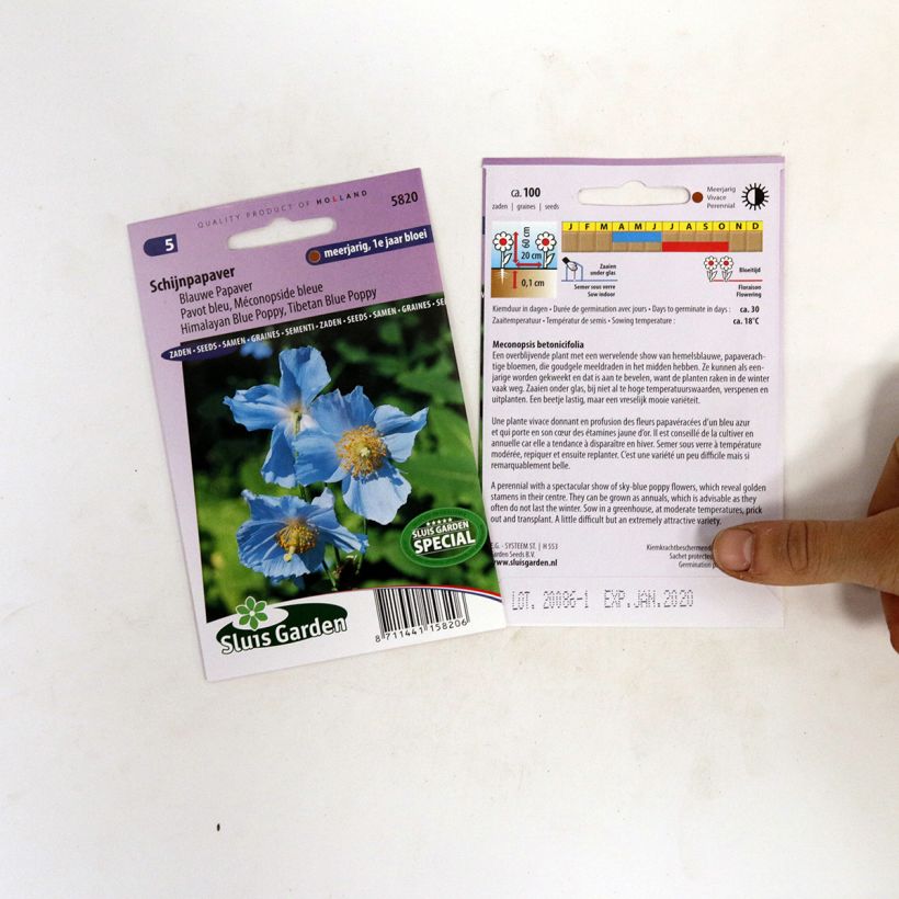 Example of Meconopsis betonicifolia (Samen) - Scheinmohn per pack of 100 seeds as you get