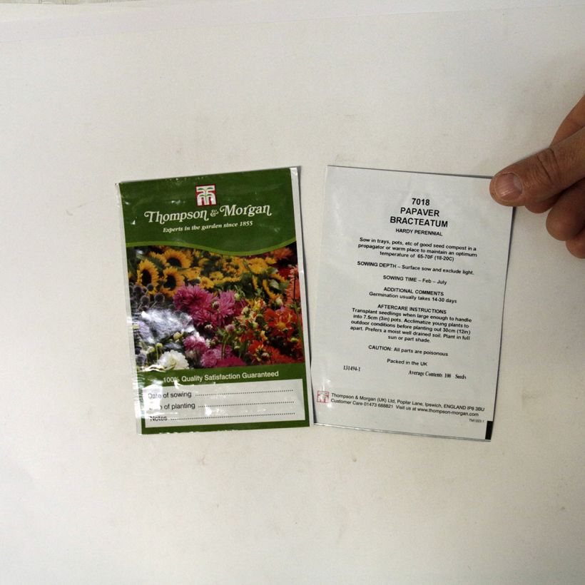 Example of Papaver bracteatum Great Scarlet (Samen) - Armenischer Mohn per pack of 100 seeds as you get