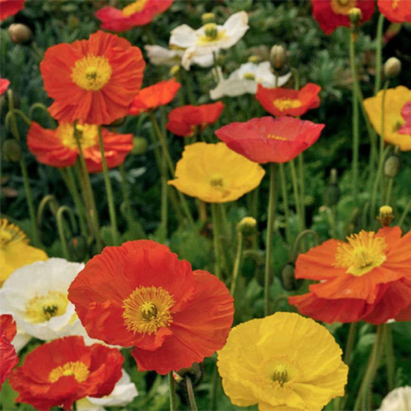 Papaver nudicaule Pulchinella Mixed (Samen) - Isländischer Mohn (Flowering)
