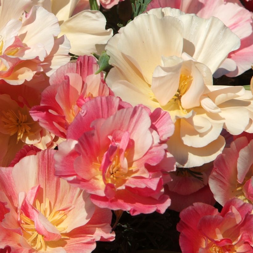 Goldmohn Appleblossom (Samen) - Eschscholzia californica (Flowering)