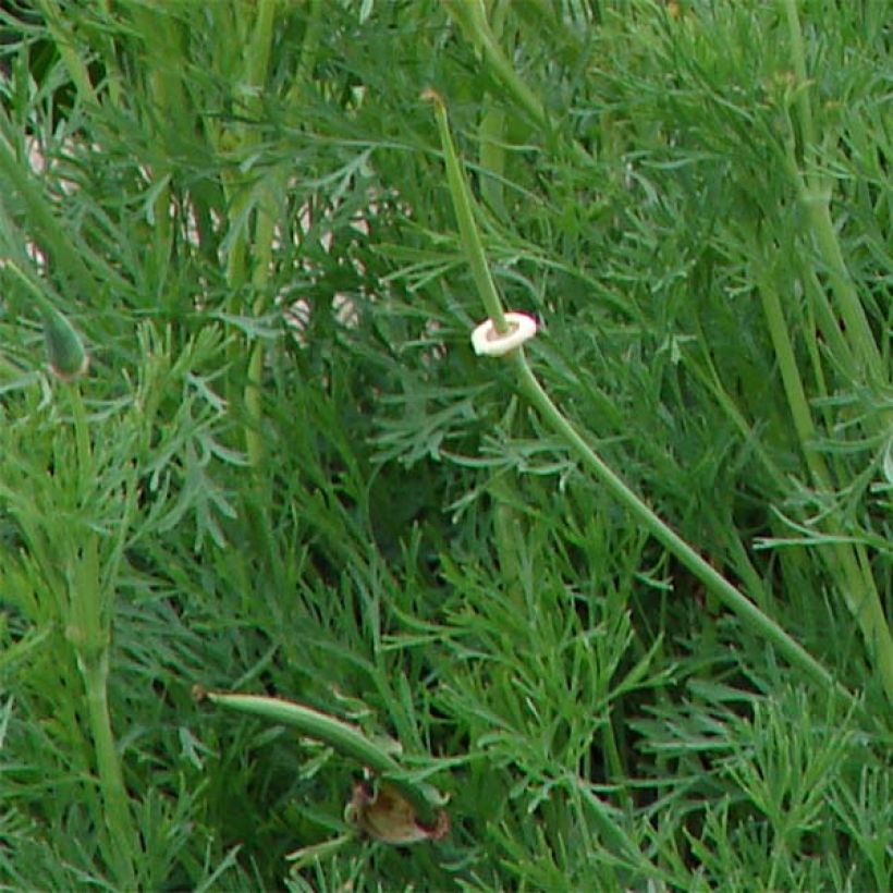 Goldmohn Buttermilk (Samen) - Eschscholzia californica (Foliage)