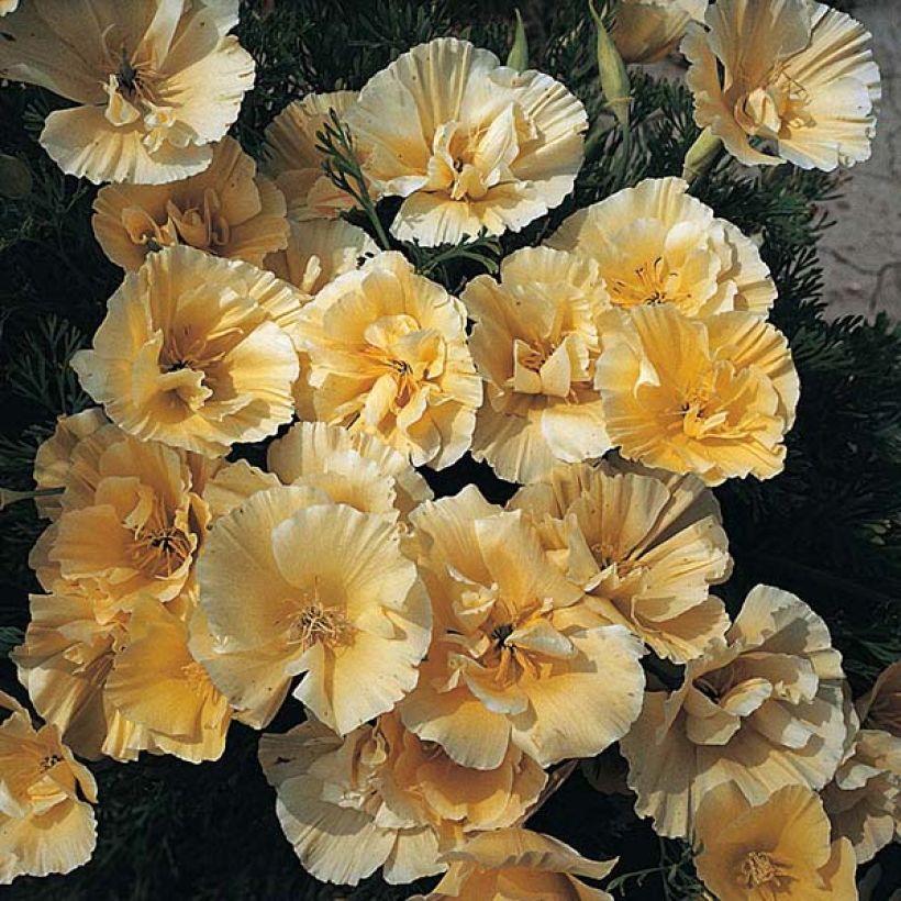 Goldmohn Buttermilk (Samen) - Eschscholzia californica (Flowering)