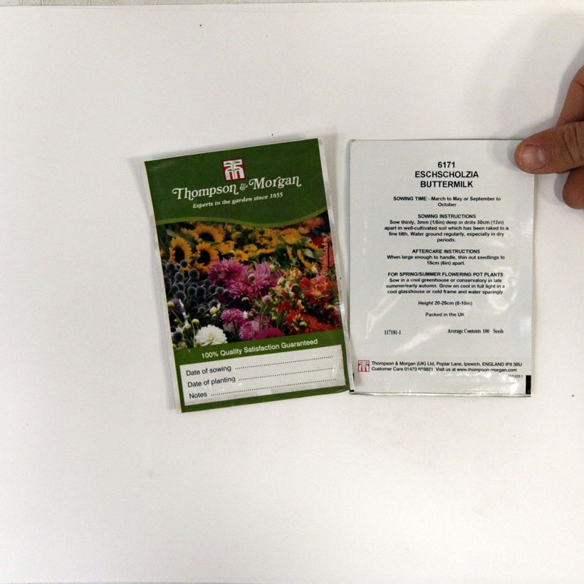 Example of Goldmohn Buttermilk (Samen) - Eschscholzia californica per pack of 100 seeds as you get