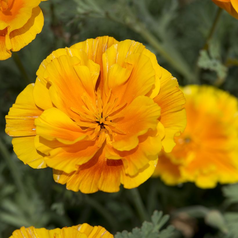 Goldmohn Lady Marmalade (Samen) - Eschscholzia californica (Flowering)