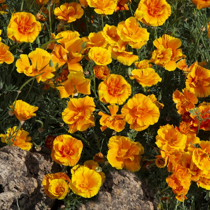 Goldmohn Lady Marmalade (Samen) - Eschscholzia californica (Plant habit)