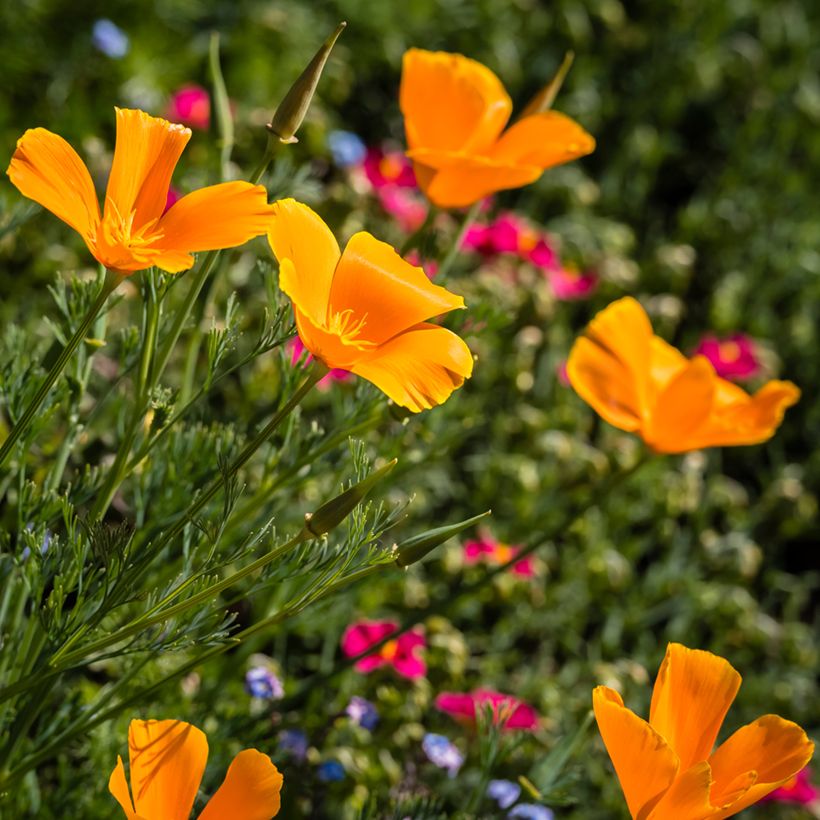 Goldmohn Orange King (Samen) - Eschscholzia californica (Flowering)
