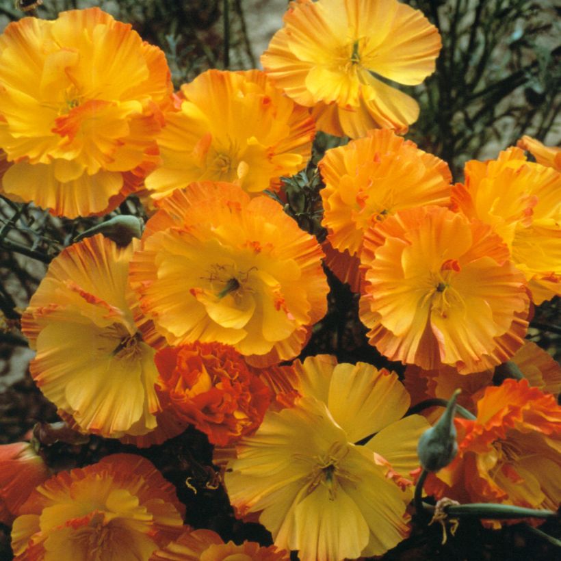 Goldmohn Thai Silk Apricot Chiffon (Samen) - Eschscholzia californica (Flowering)